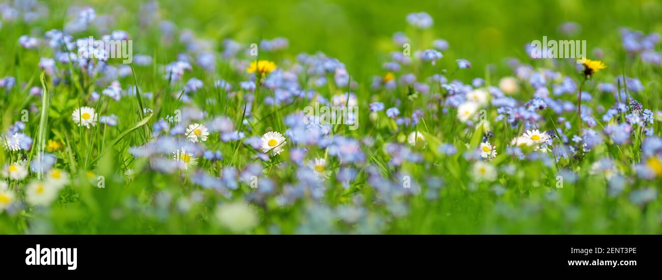 Wiese mit vielen bunten Frühlingsblumen Stockfoto