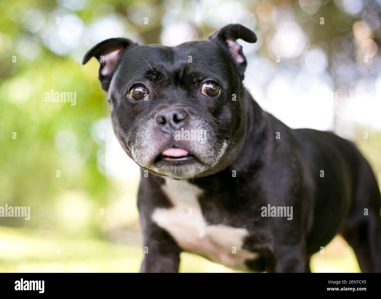 Ein Boston Terrier Mischlingshund, der seine Zunge herausstreckt Stockfoto