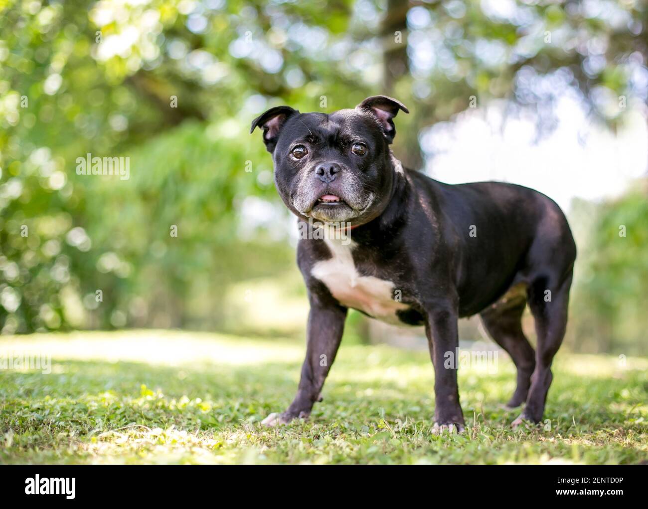 Ein Boston Terrier Mischlingshund steht im Freien Stockfoto