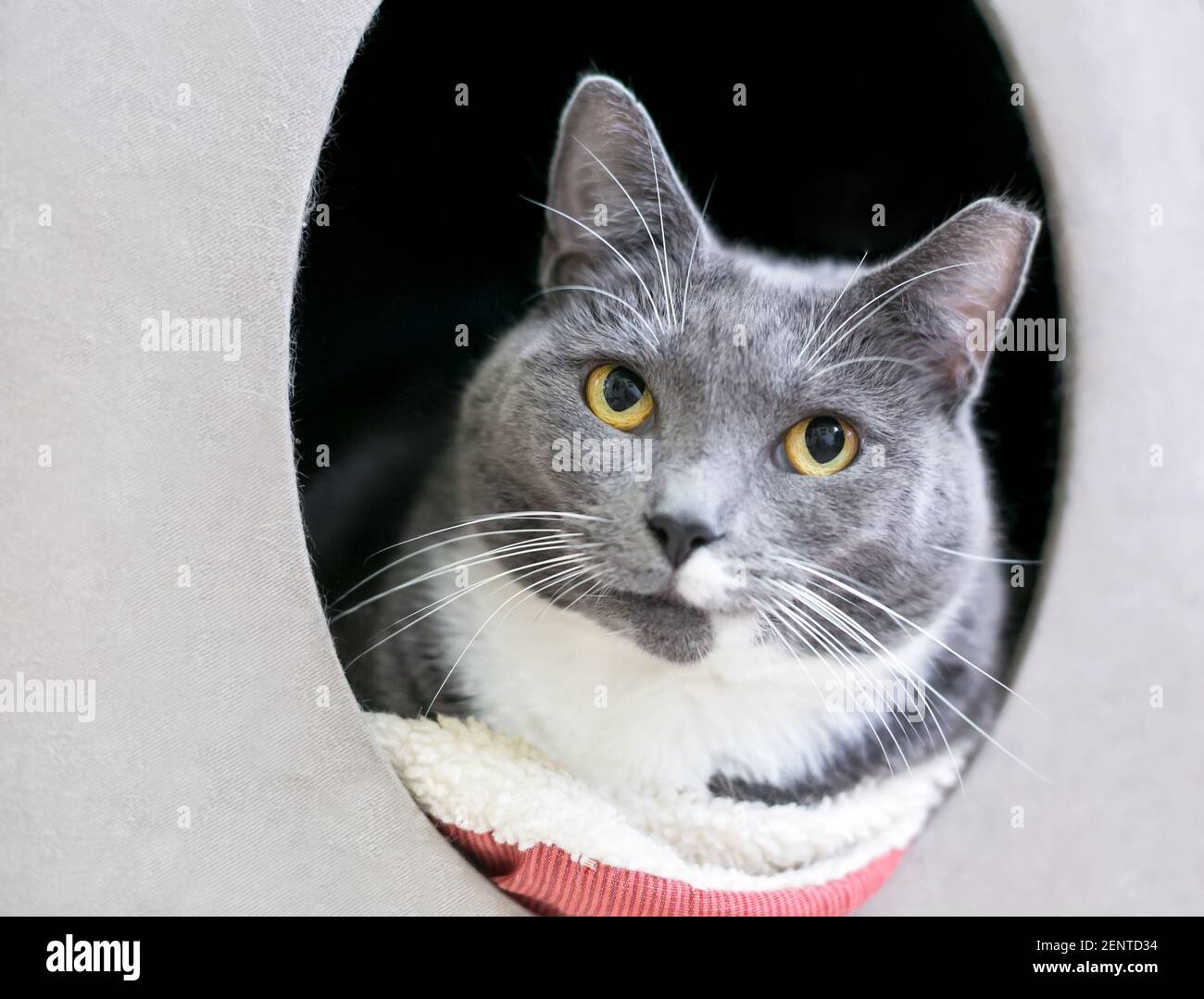 Eine grau-weiße Kurzhaarkatze mit linkem Ohr, die sich in einem überdachten Tierbett entspannt Stockfoto