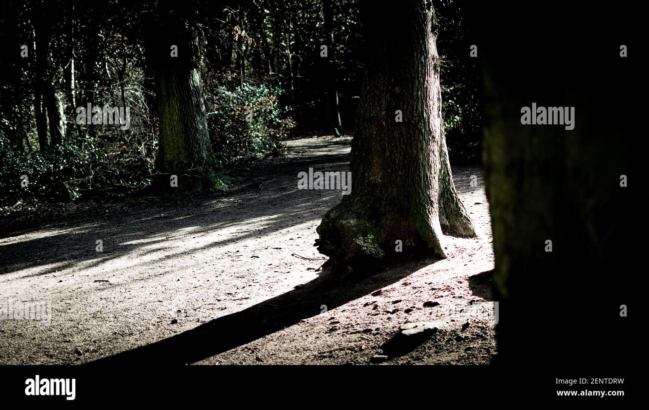 Ein Feldweg neben einem Baum Stockfoto