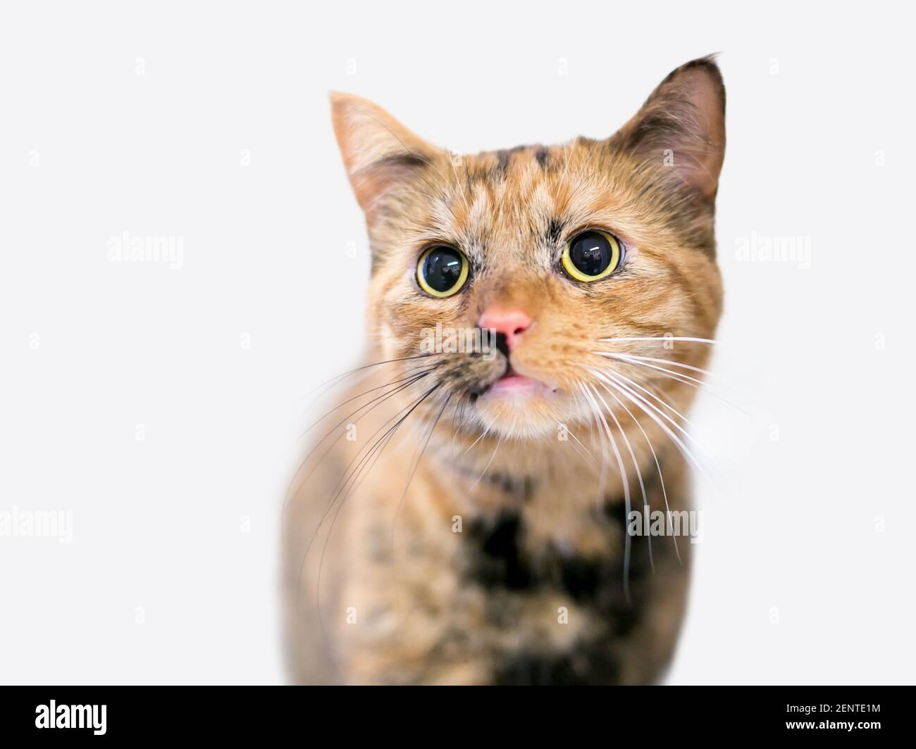 Eine junge Tortoiseshell gestromte Kurzhaarkatze mit großen, dilatierten Pupillen Und schwarz-weiße Schnurrhaare Stockfoto