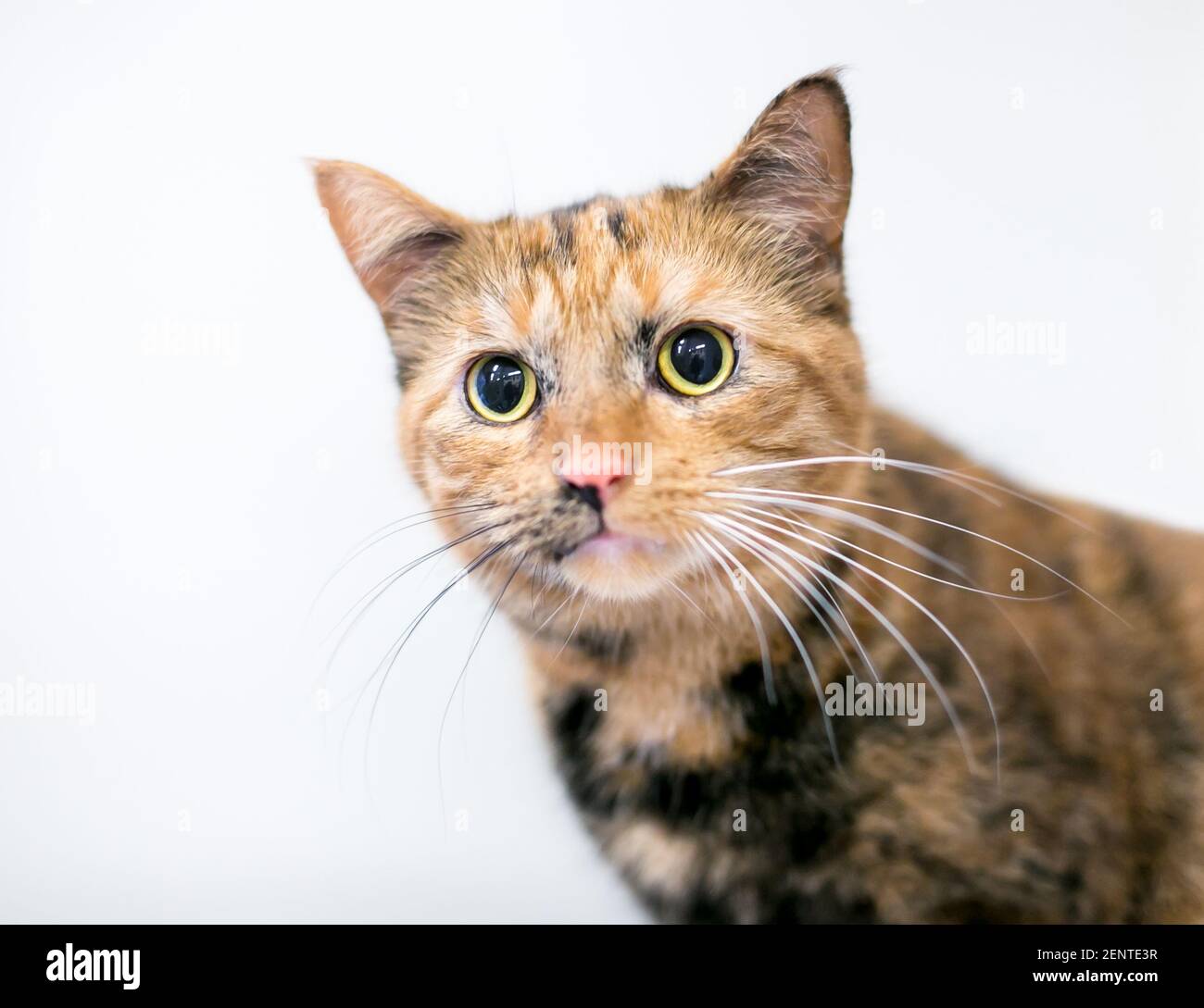 Eine junge Tortoiseshell gestromte Kurzhaarkatze mit großen, dilatierten Pupillen Und schwarz-weiße Schnurrhaare Stockfoto