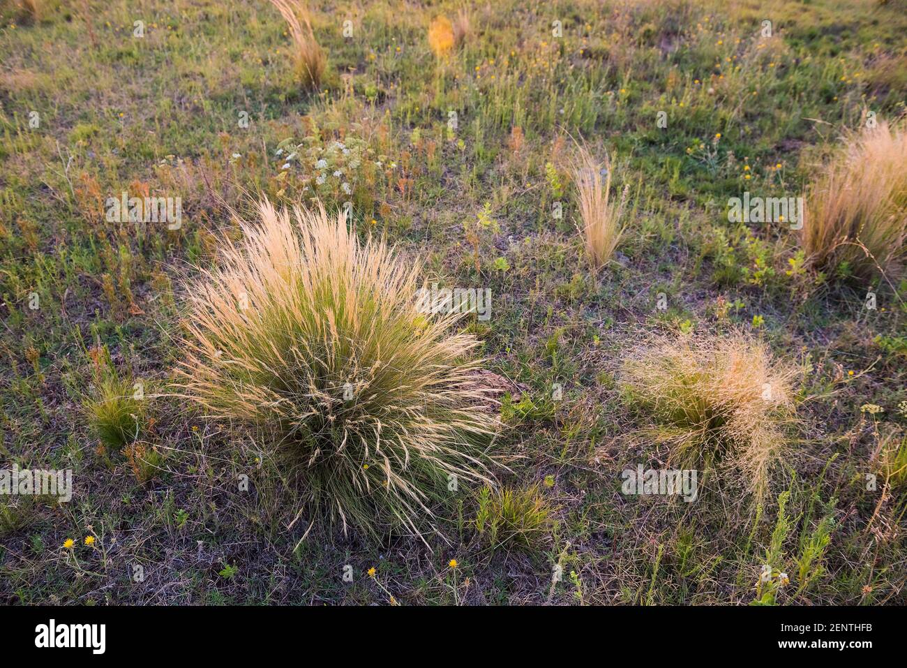 Pampas Gras Umwelt in Pampas Ebene, La Pampa Provinz, Patagonien, Argentinien. Stockfoto