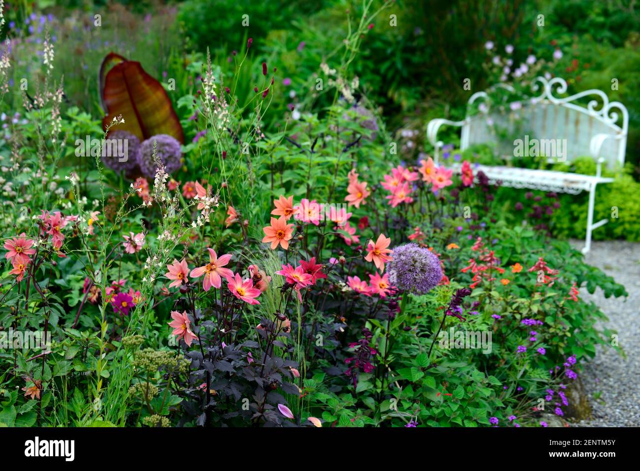 dahlia twynings revel, Dahlia Sämlinge, Salvia amistad, allium globemaster, linaria peachy, ensete ventricosum maurelii, Banane, tropische Pflanzung Schema,RE Stockfoto