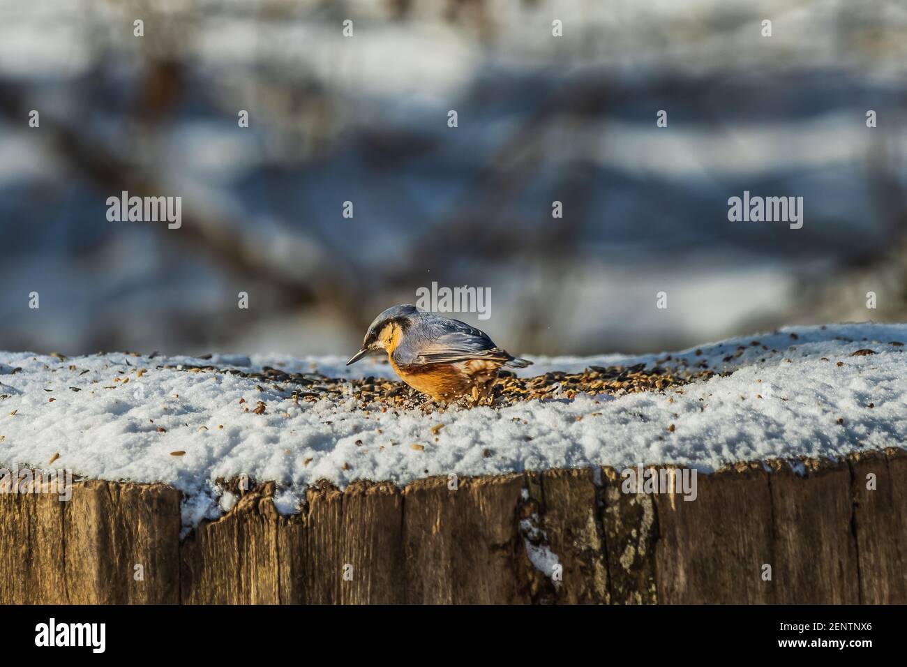 Vogel im Winter auf Schnee. Ein seitl. Nuthatch mit grau-blauen und gelb-orangen Federn gräbt in Vogelsamen und Körnern auf dem schneebedeckten Baumstamm. Stockfoto