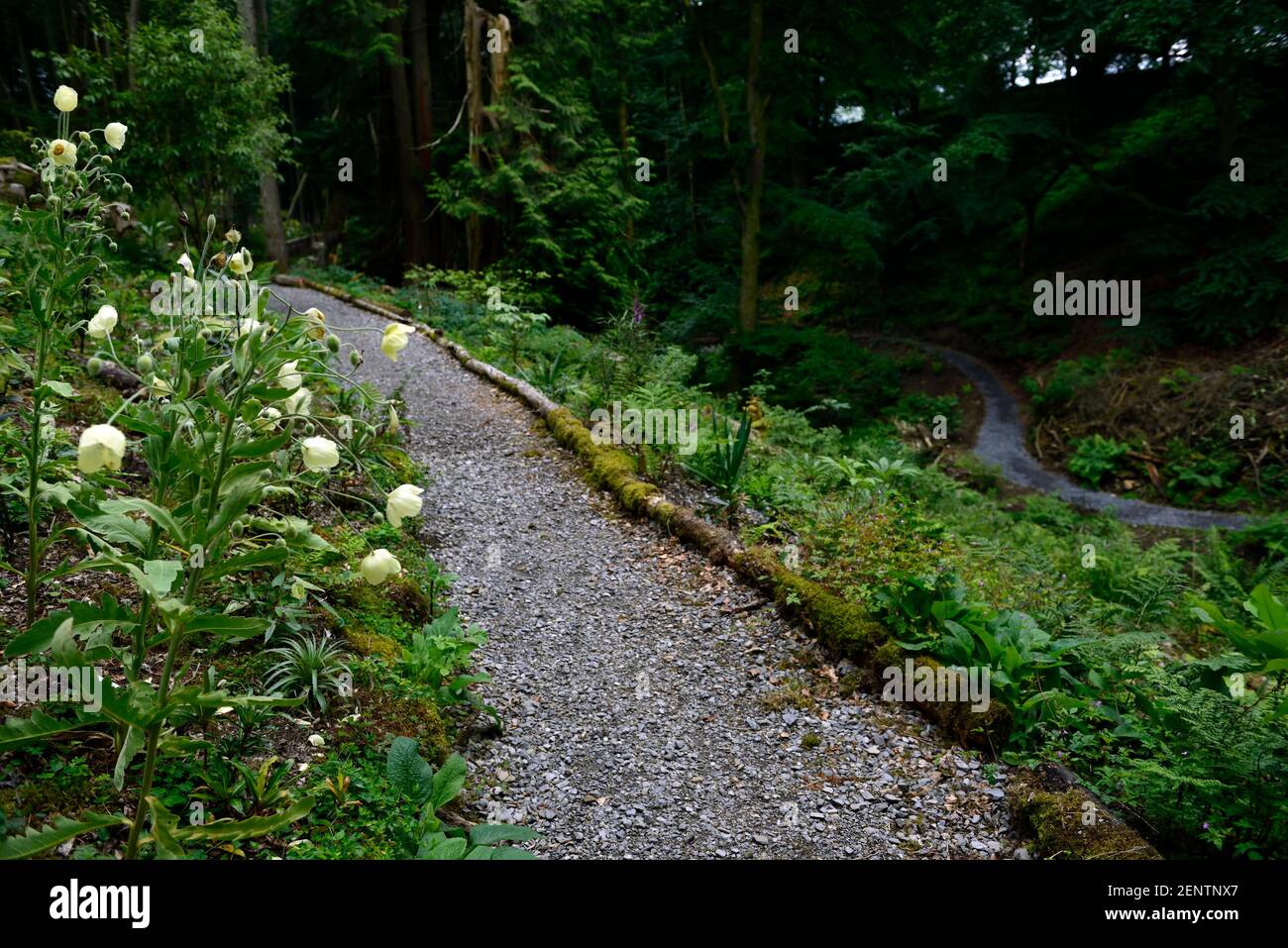 Meconopsis Napaulensis,Gelber Mohn,zweijährig,Nepalesisch,nepal,Himalaya Mohnblumen,Blume,Blumen,Holz,Wald,Waldgarten,Pfad,Pfad,gewundener Pfad,R Stockfoto