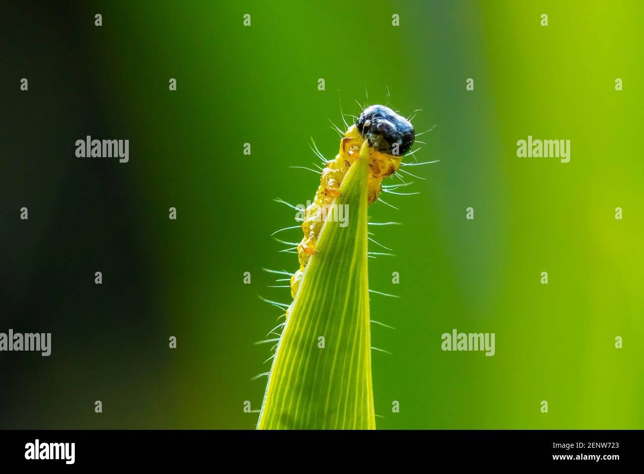 Nahaufnahme einer Box Tree motte Caterpillar, Cydalima perspectalis, Fütterung auf Blätter. Eine invasive Arten in Europa und hat die oberen Garten pes geordnet worden Stockfoto