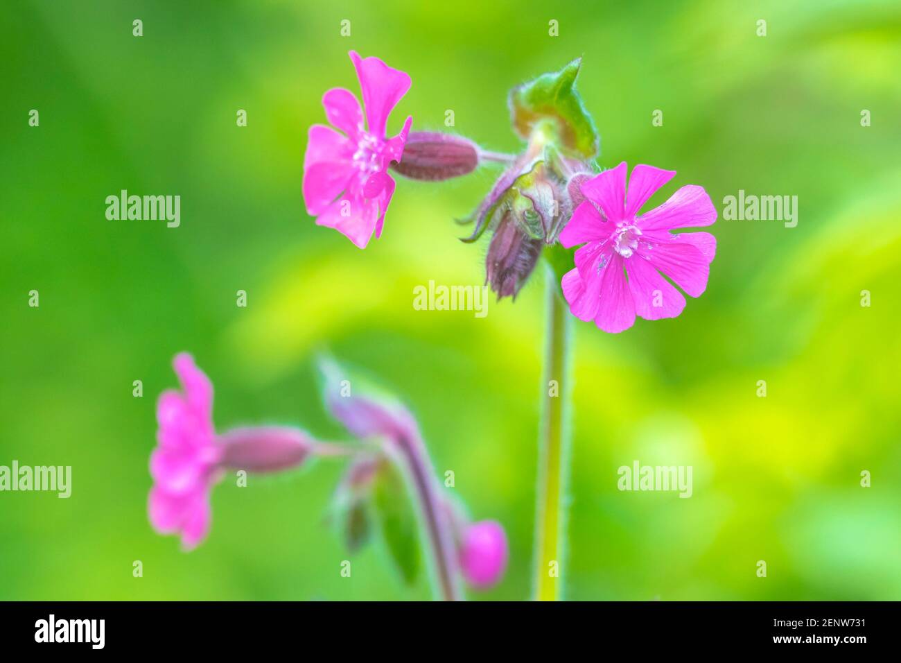 Nahaufnahme der rosa Blüten von Silene dioica, bekannt als roter campion und rote Catchfly, die während der Frühjahrssaison blühen. Stockfoto