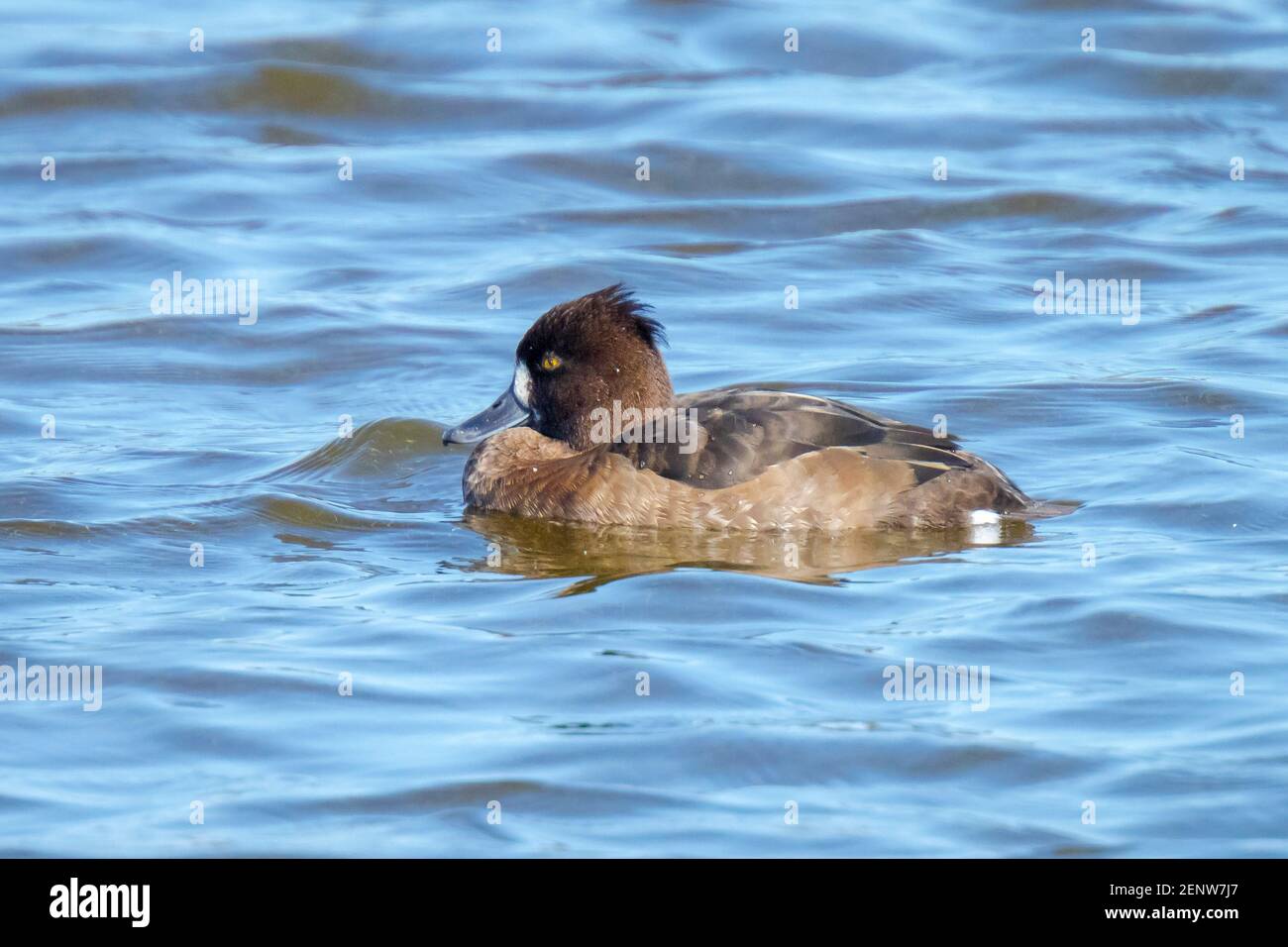Nahaufnahme einer getufteten Ente, Aythya fuligula, Schwimmen auf einem See Stockfoto