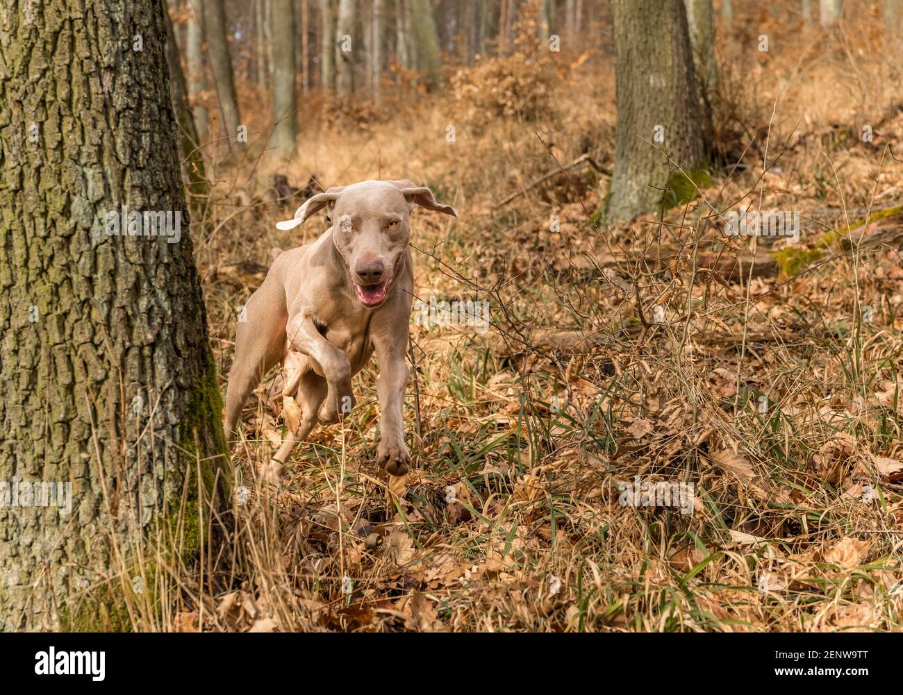 Weimaraner im Eichenwald. Herbstjagd mit Hund. Jagdhund im Wald. Stockfoto