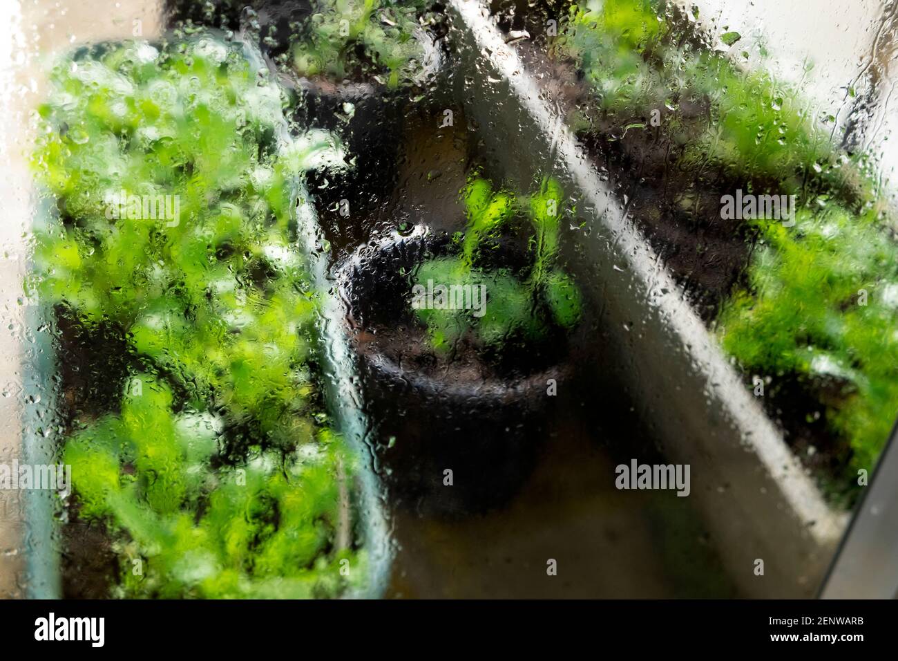 Außenansicht von grünen Salatsalaten, die in Kunststoffbehältern wachsen Im Inneren eines Gewächshauses und Wassertropfen auf Glasscheiben In Wales Großbritannien KATHY DEWITT Stockfoto