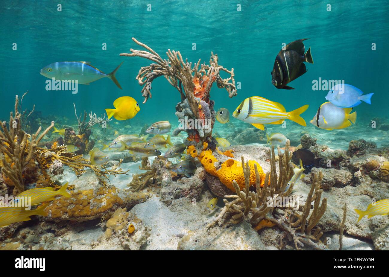 Meeresleben in der Karibik, farbenfrohe tropische Fische mit weichen Korallen und Schwämmen unter Wasser in einem flachen Riff, Mittelamerika, Panama Stockfoto