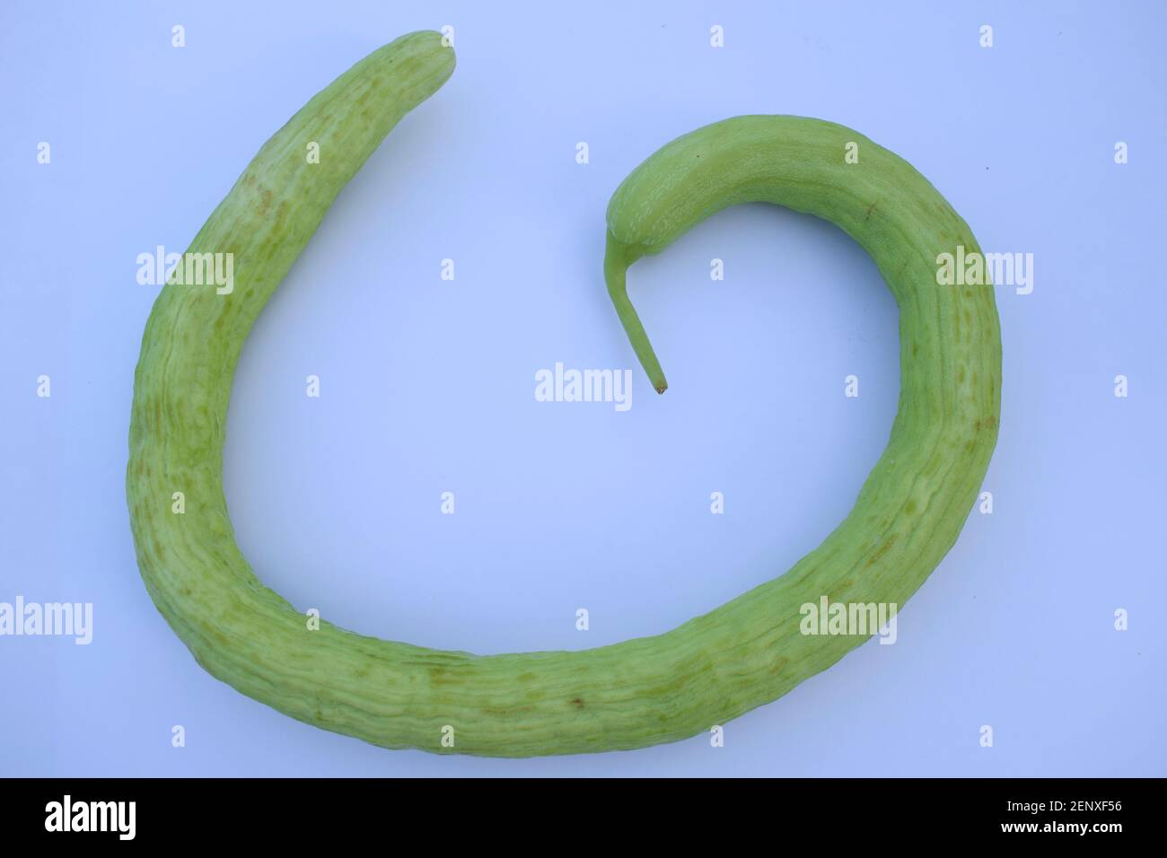 Yard-long Schlange Gurken Haufen, sehr lange dünne kurvige hellgrüne Gurke Bündel auf weißem Hintergrund. Stockfoto