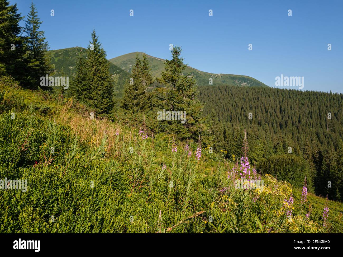 Rosa blühende Sally und gelbe Hypericum Blüten am Sommerberghang. Tschornohora Kamm, Karpaten Berge, Ukraine. Stockfoto Rosa blühende Sally und gelbe Hypericum Blüten am Sommerberghang. Tschornohora Kamm, Karpaten Berge, Ukraine. Stockfoto