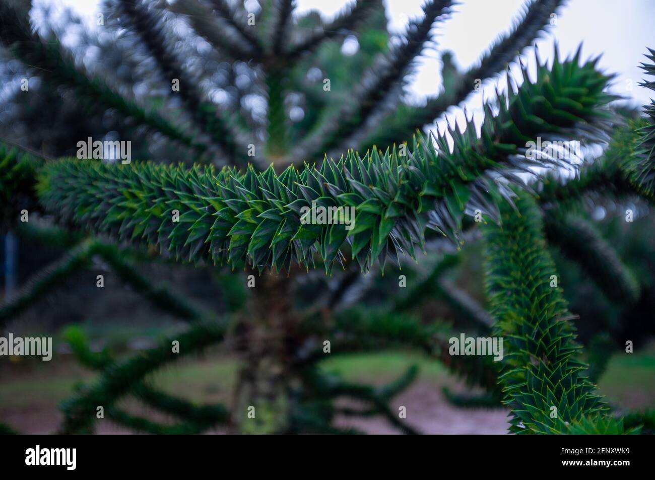 Ein Foto einer großen, grünen Sukkulentpflanze. Stockfoto