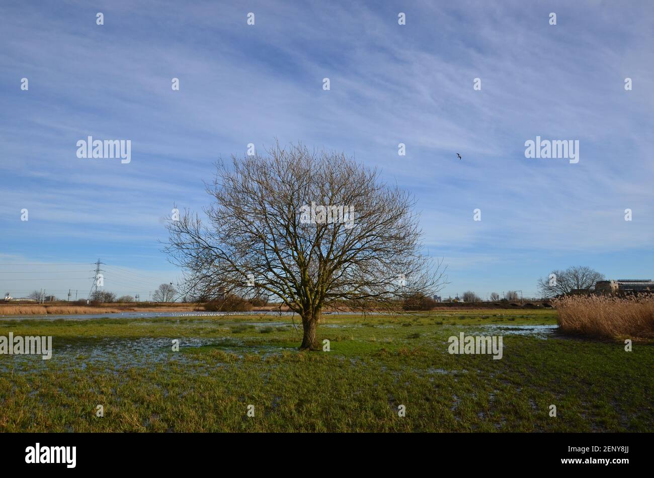 Baum in Sümpfen zwischen Hackney und Walthamstow in der Lea Tal Stockfoto