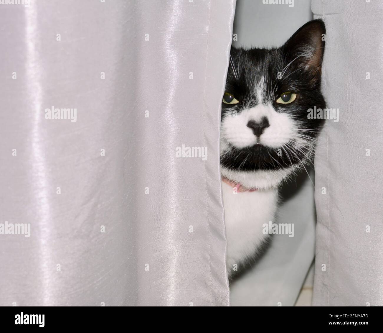 Black And White Cat. Stockfoto
