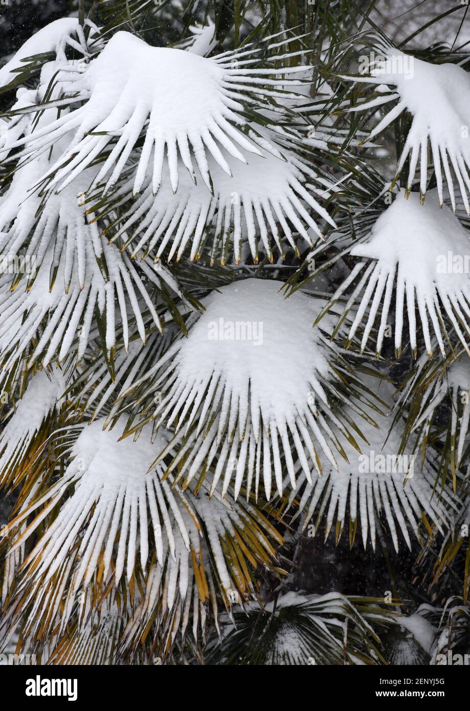 Schnee bedeckt die Blattwedel einer Palme in Victoria auf Vancouver Island, British Columbia, Kanada während eines Winterschneesturms Stockfoto