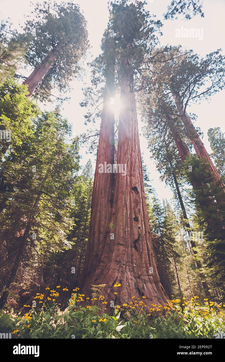 Die Sonne scheint durch einen riesigen Sequoia Baum. Stockfoto