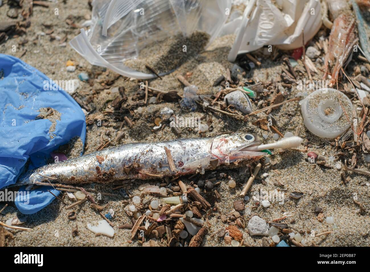 Toter Sardellenfisch mit gefressen Wattestäbchen Knospe in der Mund auf schmutzigen verschmutzten Meeresstrand, Umwelt Tier Lebensraum Kontamination Stockfoto