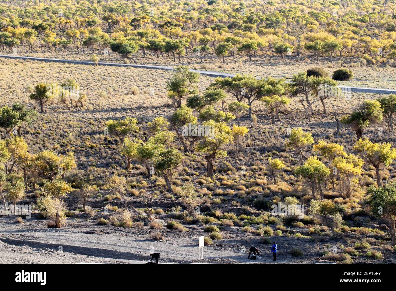 Eine Vogelansicht von Wüstenpappelwäldern im Bezirk Yiwu Hami Stadt Xinjiang, nordwestlich Chinas Xinjiang Uiguren Autonome Region, 7. Oktober 2019. Stockfoto