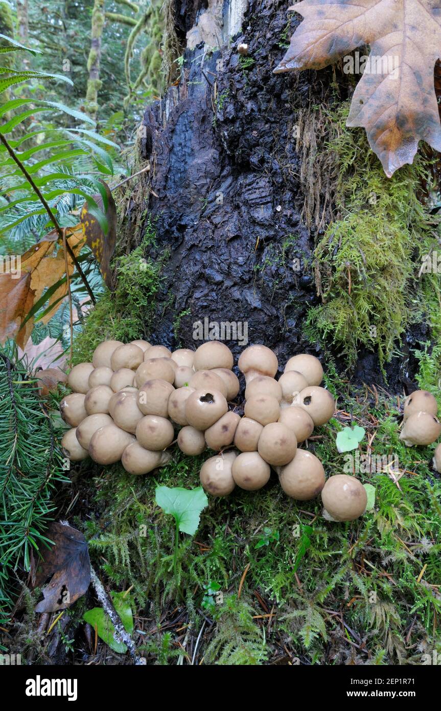 Birnenförmige Puffball (Lycoperdon pyriforme) Pilze auf einem Baum Stockfoto