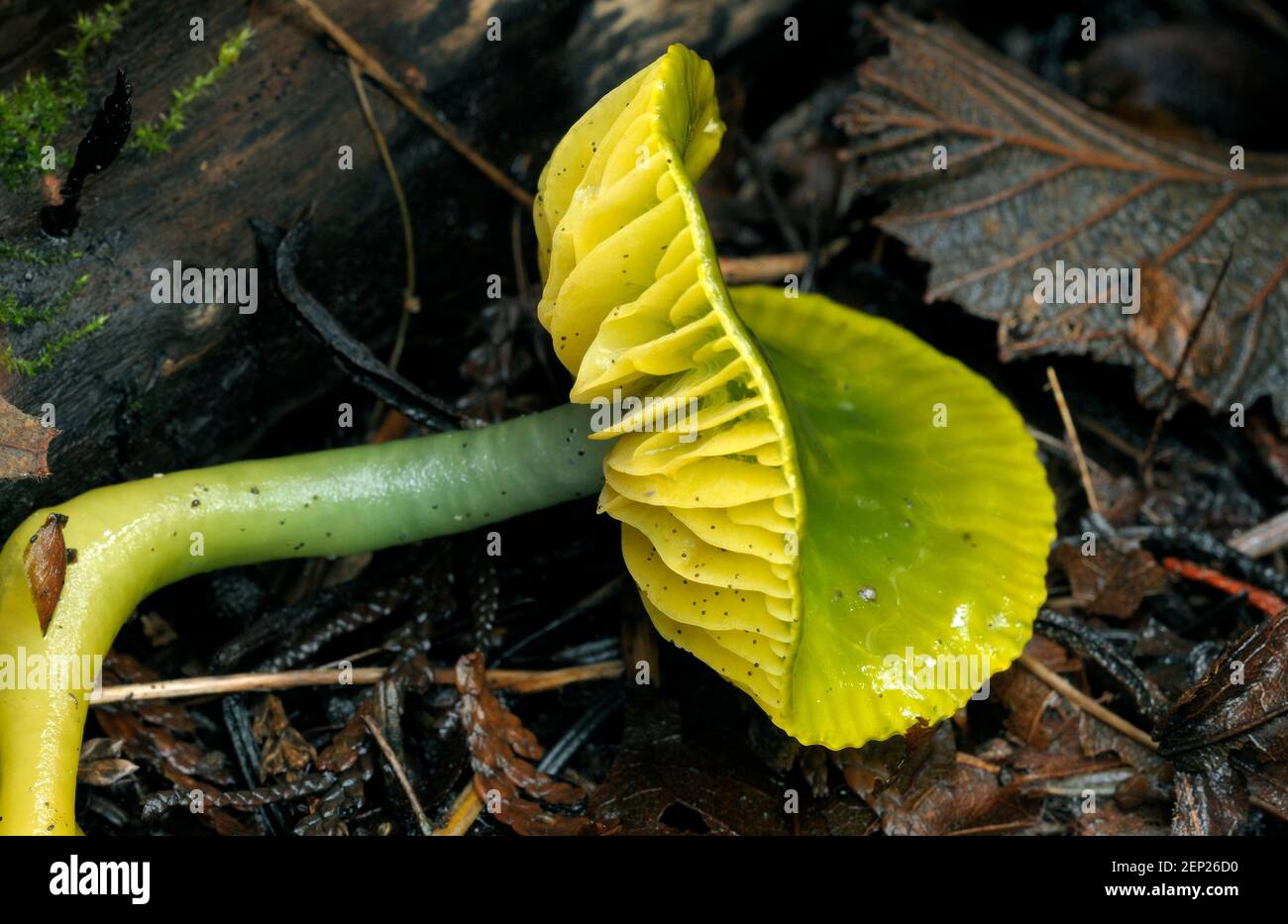 Papagei Toadstool oder Papagei Waxcap (Hygrocybe psittacina) Stockfoto