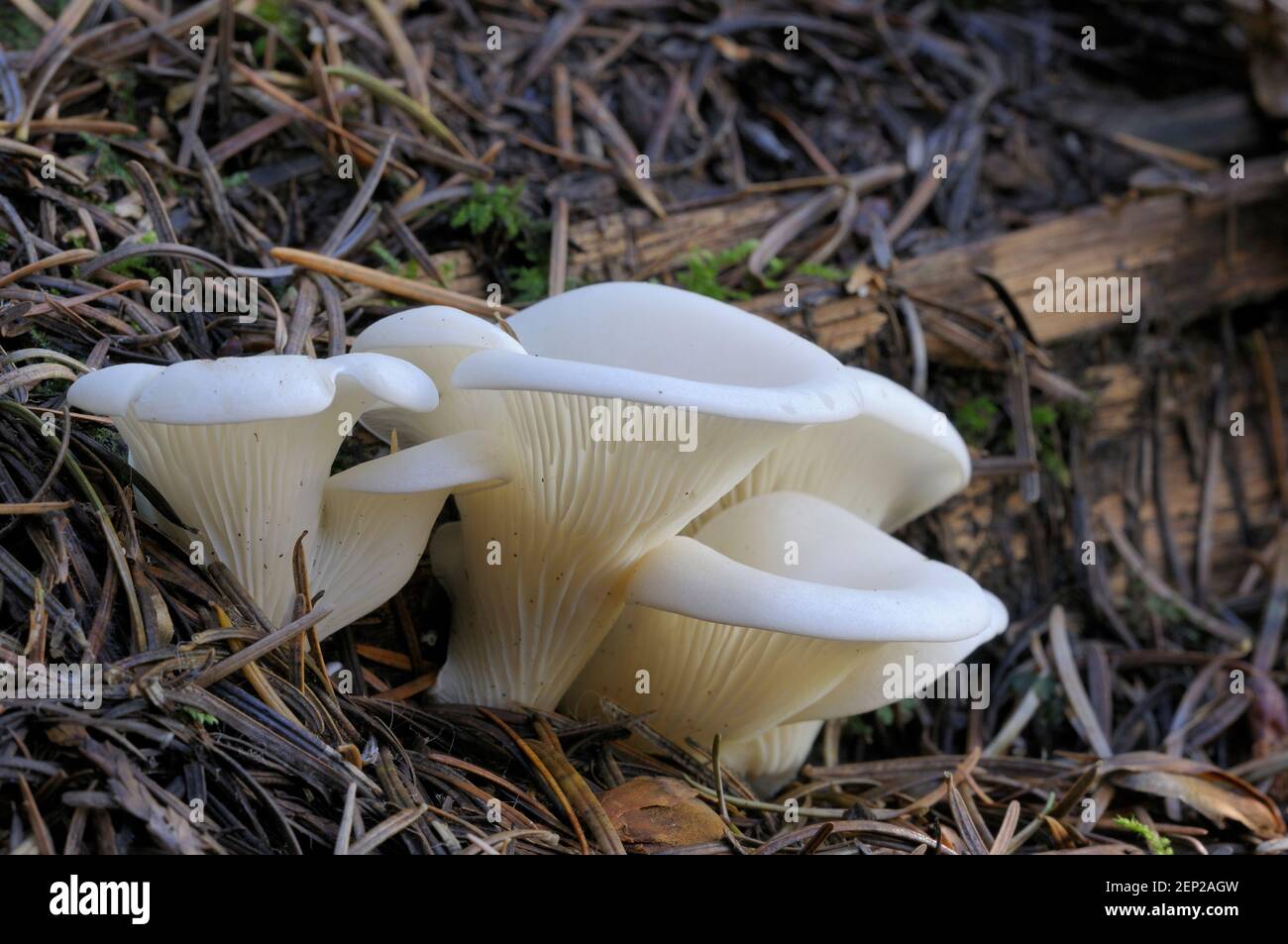 Austernpilze (Pleurotus ostreatus), die durch Kiefernnadeln aufsteigen Stockfoto