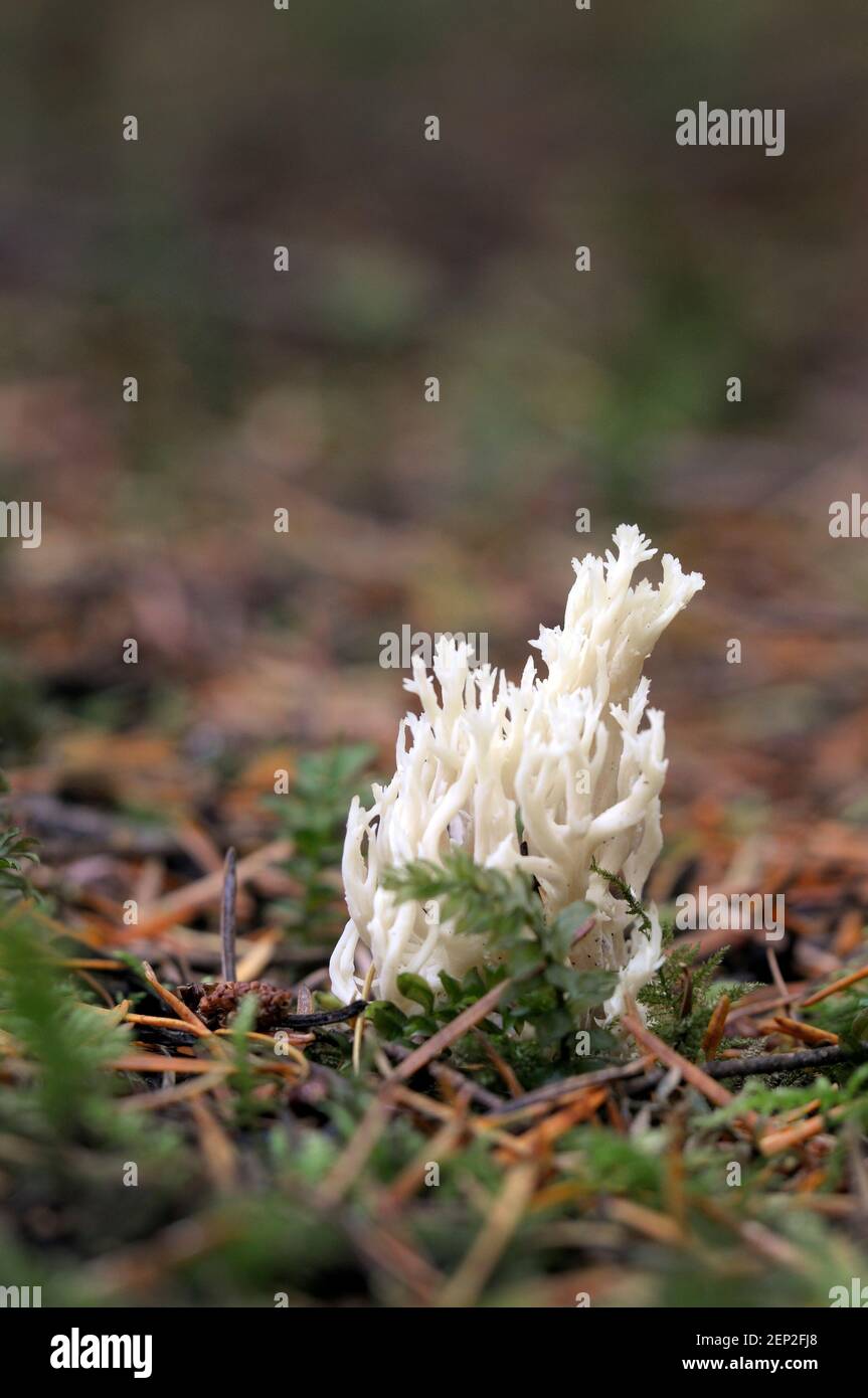 Korallenpilze (Ramariopsis kunzei) auf dem Waldboden Stockfoto