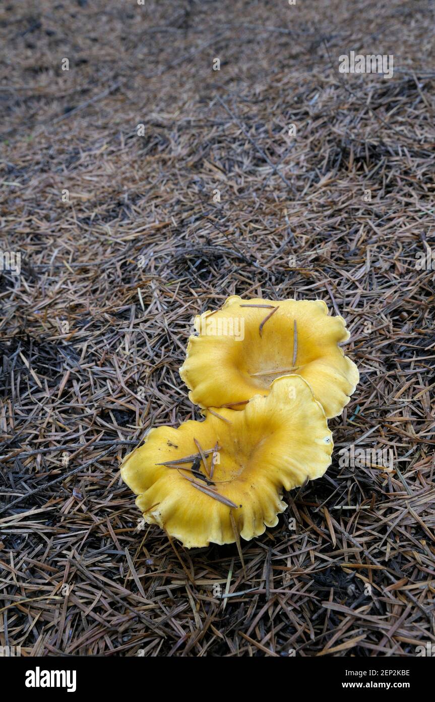 Goldene Pfifferling (Eierschwämmen Cibarius) Stockfoto