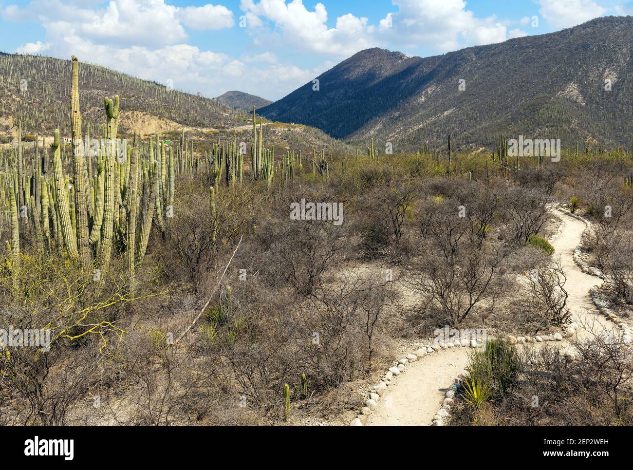 Wanderweg im Biosphärenreservat Tehuacan Cuicatlan mit Säulenkaktus (Ceroid Kaktus), Oaxaca, Mexiko. Stockfoto