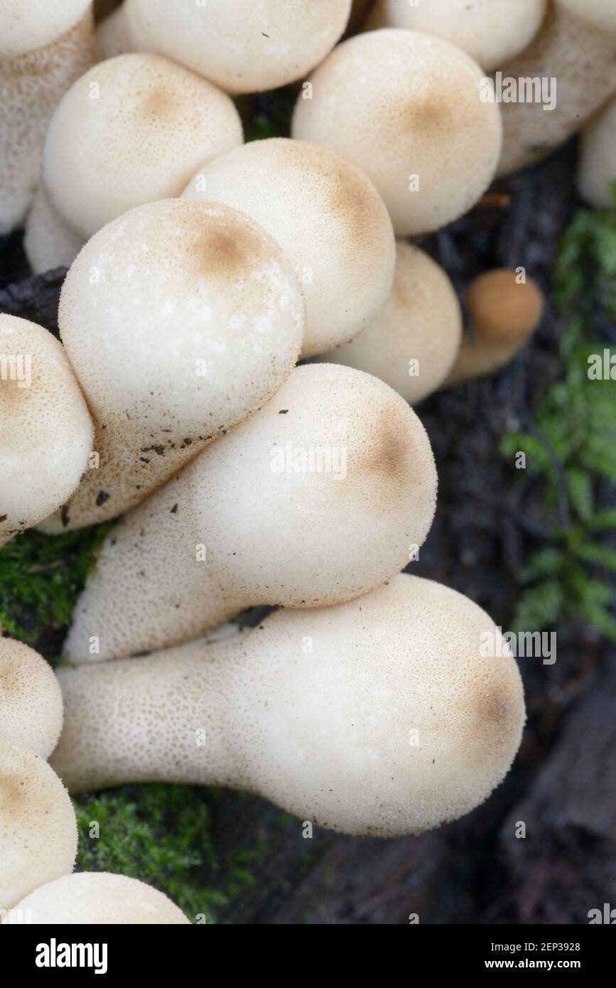 Tropfenförmige Puffball-Pilze (Lycoperdon pyriforme) aus nächster Nähe Stockfoto