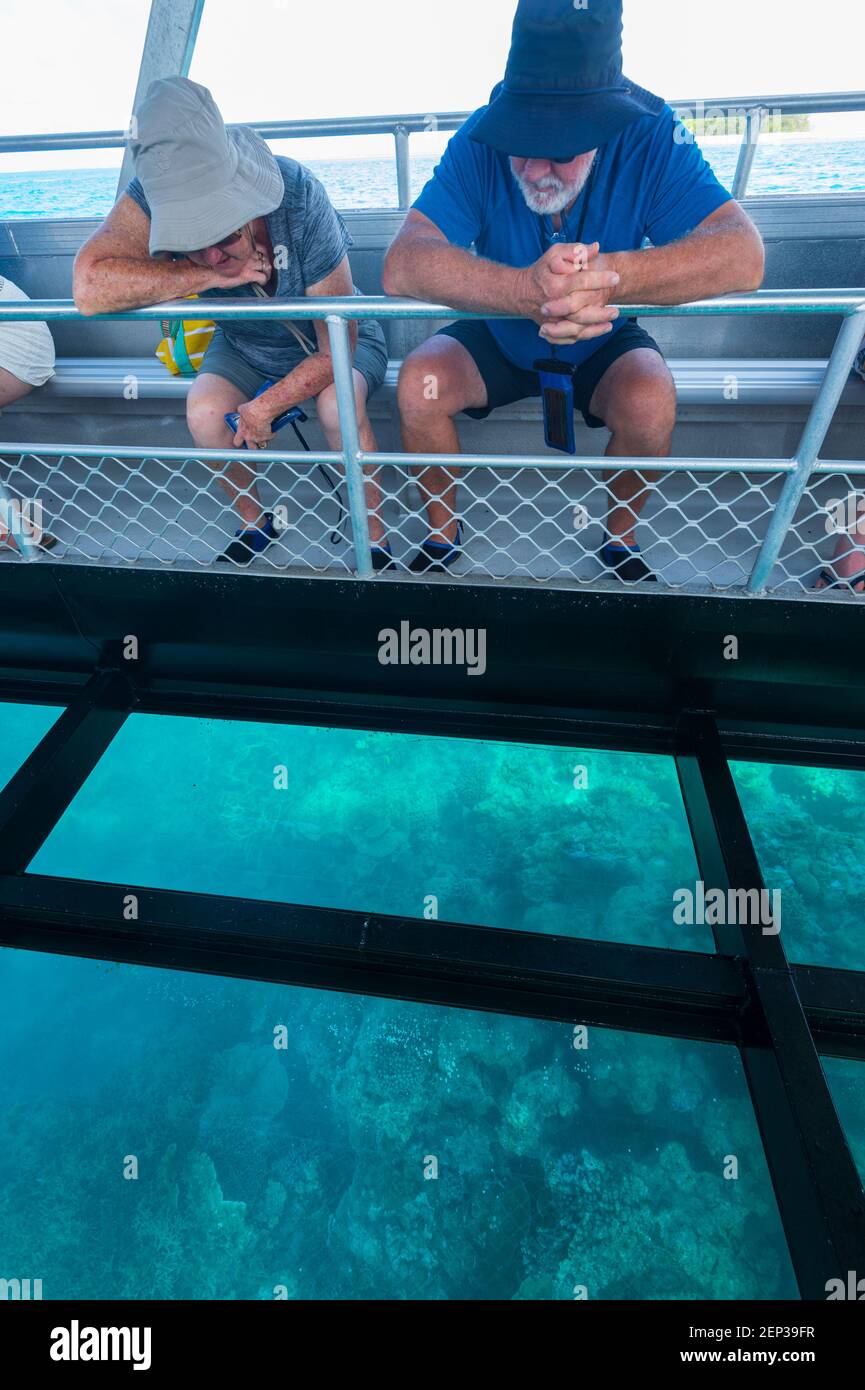 Touristen, die das Korallenriff bei einer Glasbodentour nach Lady Musgrave Island, Southern Great Barrier Reef, Queensland, QLD, Australien betrachten Stockfoto