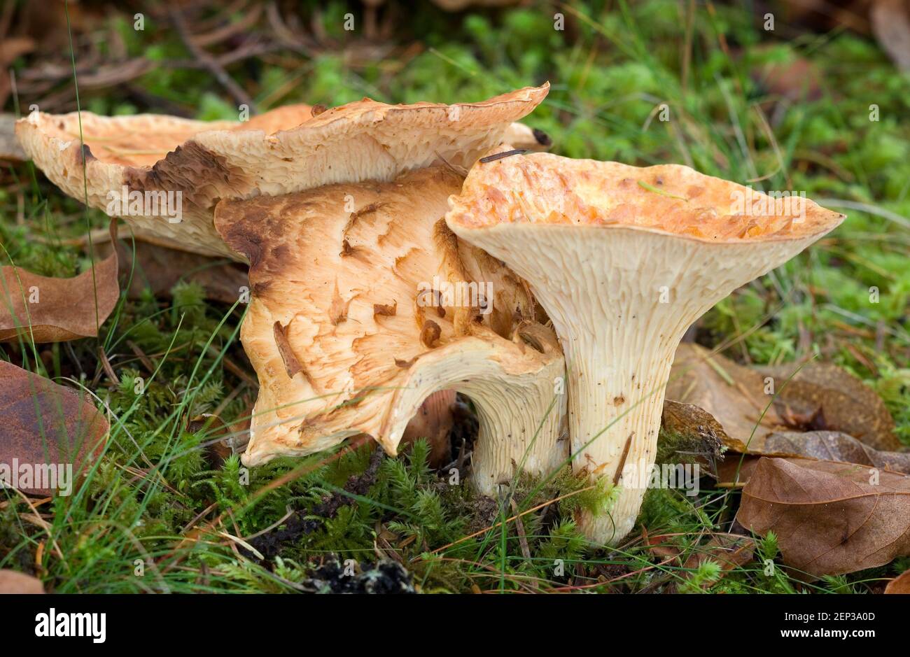 Wolliger Chanterelle (Gomphos floccosus) Stockfoto