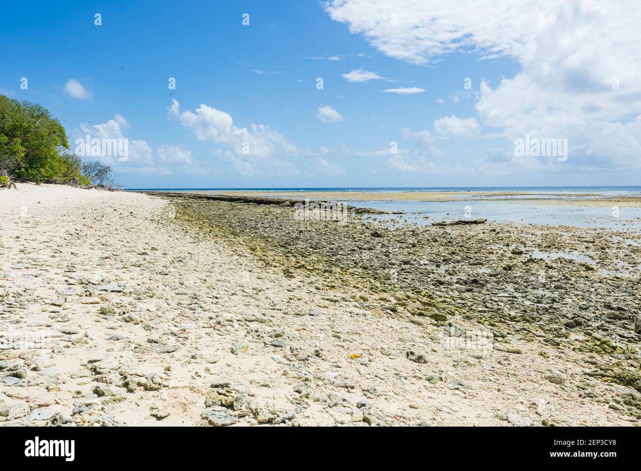 Abgestorbene Korallen am Strand von Lady Musgrave Island, Southern Great Barrier Reef, Queensland, QLD, Australien Stockfoto