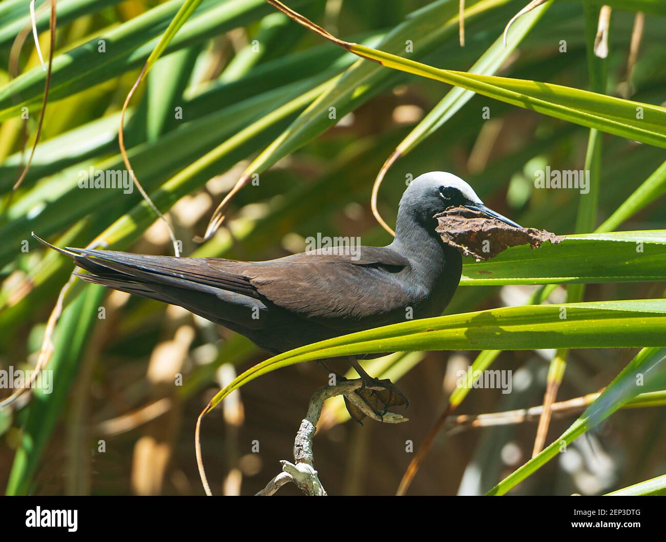 White-capped Noddy (Anous minutus) mit einem toten Blatt im Schnabel als Nistmaterial, Lady Musgrave Island, Southern Great Barrier Reef, Queensland, QL Stockfoto