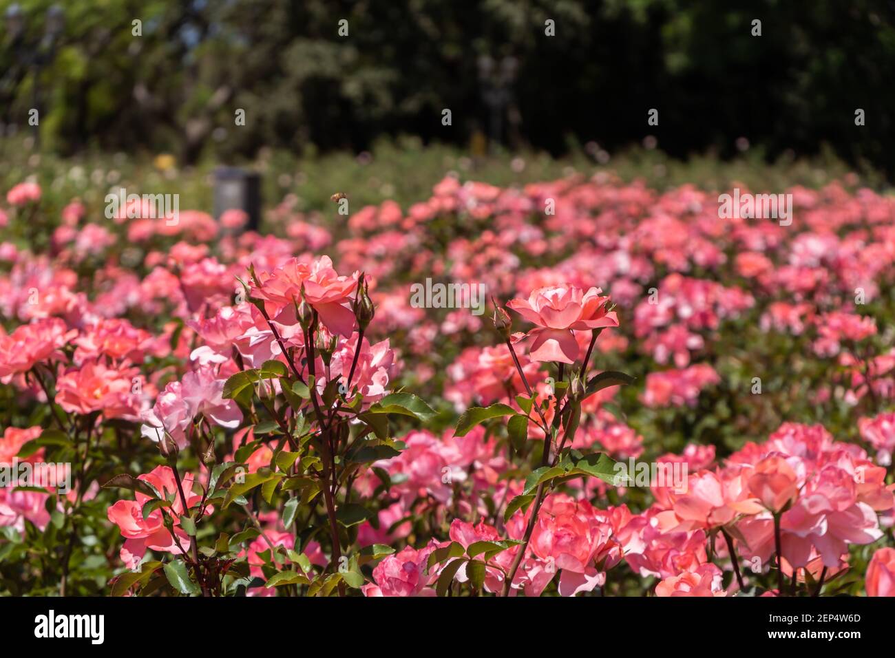 Schöner Zieranbau von Rosen im Jardin Rosedal de Palermo in Buenos Aires, Argentinien. Selektiver Differenzialfokus Stockfoto