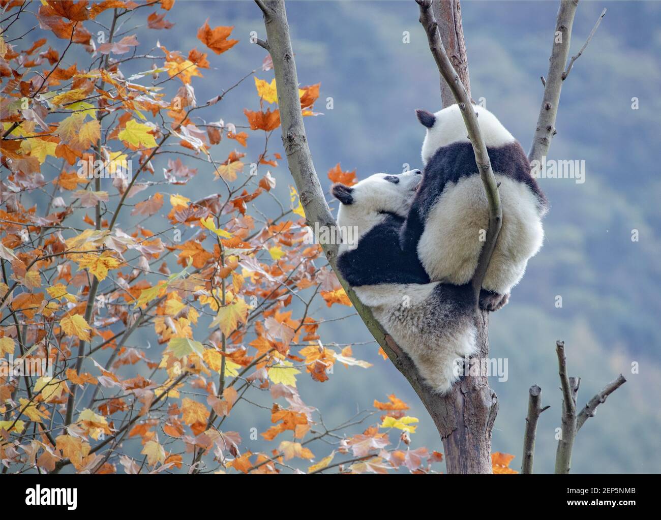 Pandas klettern hoch auf einen Baum, um die wunderbare Herbstansicht der angrenzenden Gegend auf Shenshuping Panda Base in Gengda Stadt, Bezirk Wenchuan, Ngawa Tibetisch und Qiang Autonome Präfektur, südwestlich Chinas Provinz Sichuan, 30. Oktober 2019 zu genießen. Stockfoto