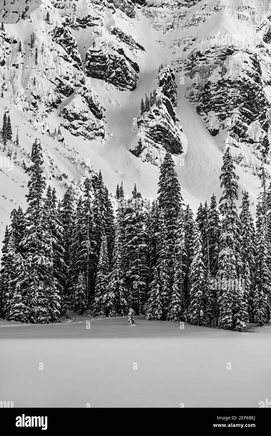 Pinien-schwarz und weiß, Kananaskis, Alberta Stockfoto