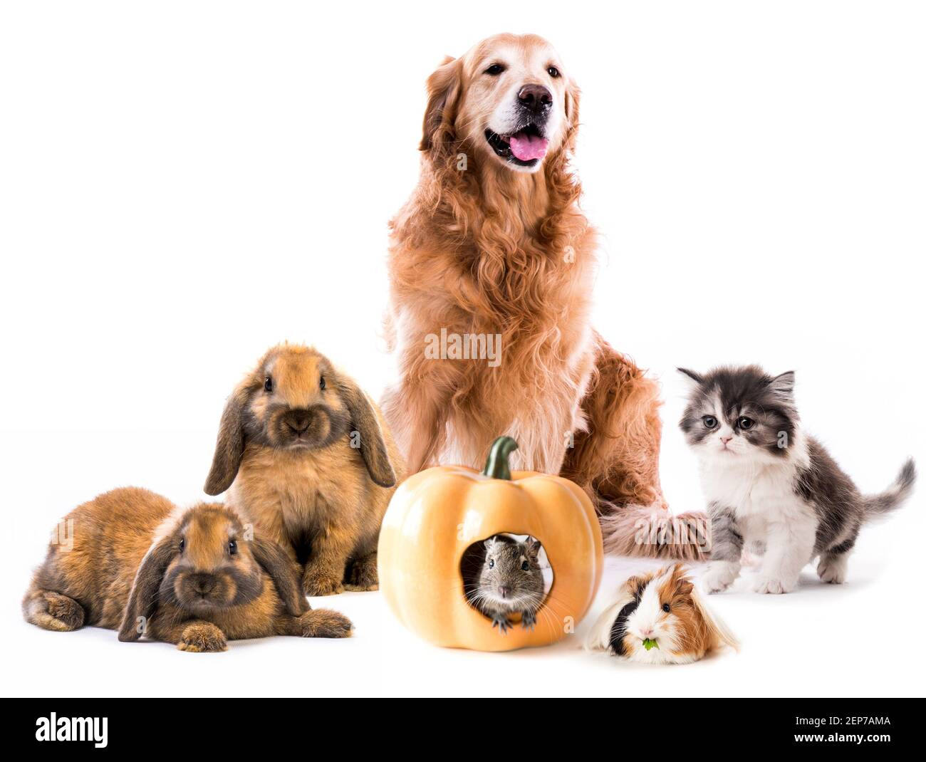 Gruppe von niedlichen flauschigen Haustieren Stockfoto