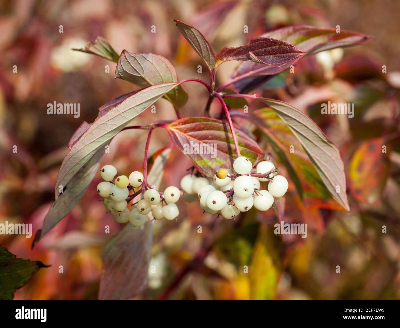 Rote-Weidenbeerbäume (Cornus sericea) und Herbstlaub in Saskatoon, Saskatchewan, Kanada. Stockfoto