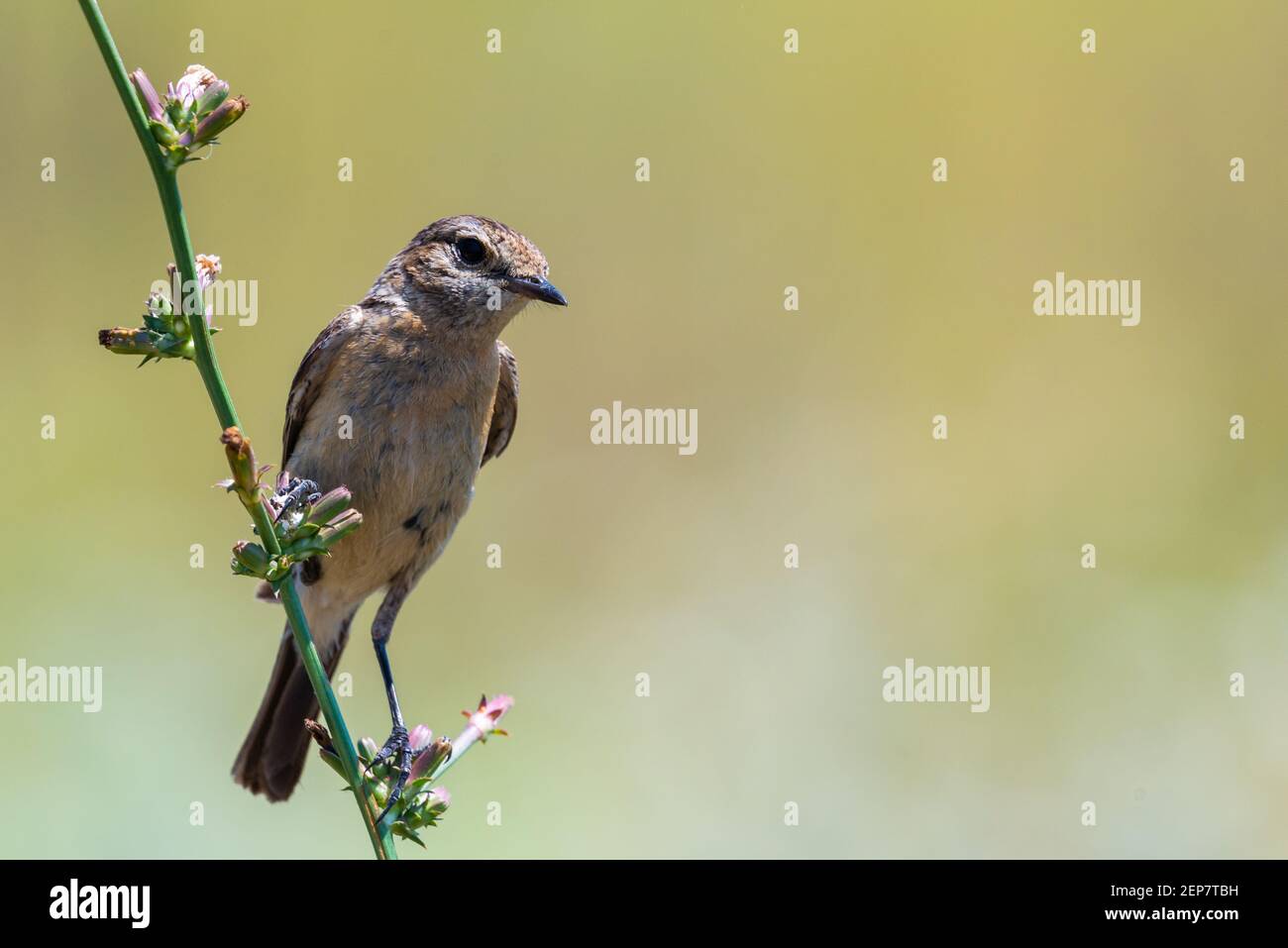 Junger Steinschatten- oder Saxicola-Rubicola-Vogel in wilder Natur. Stockfoto