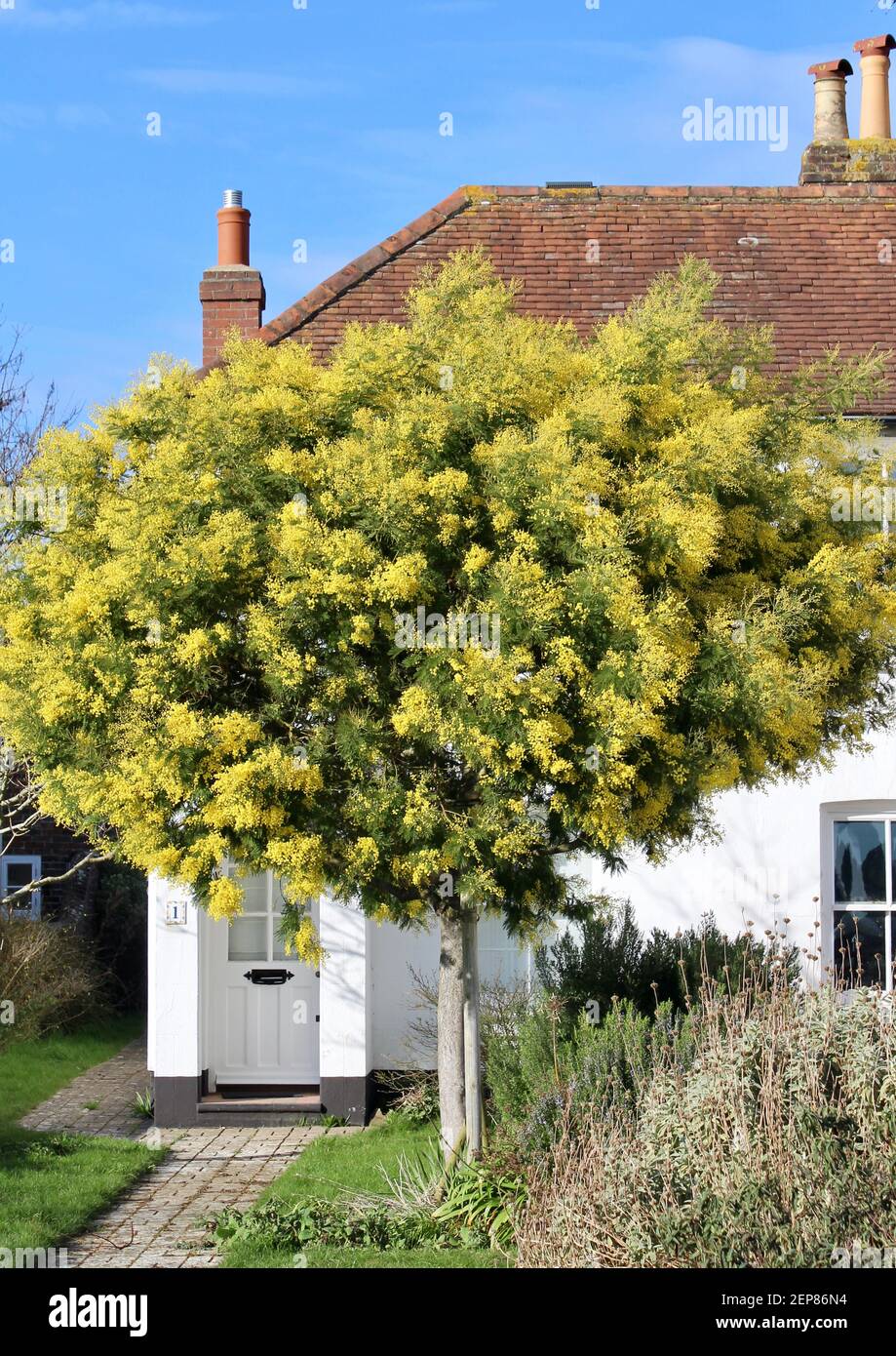 Schöner Mimosa Baum in einem Hüttengarten in Bosham, West Sussex Stockfoto