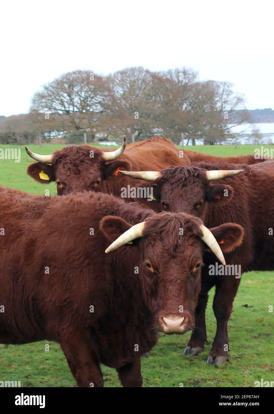 Neugierige rote Kühe auf Purbeck. Stockfoto