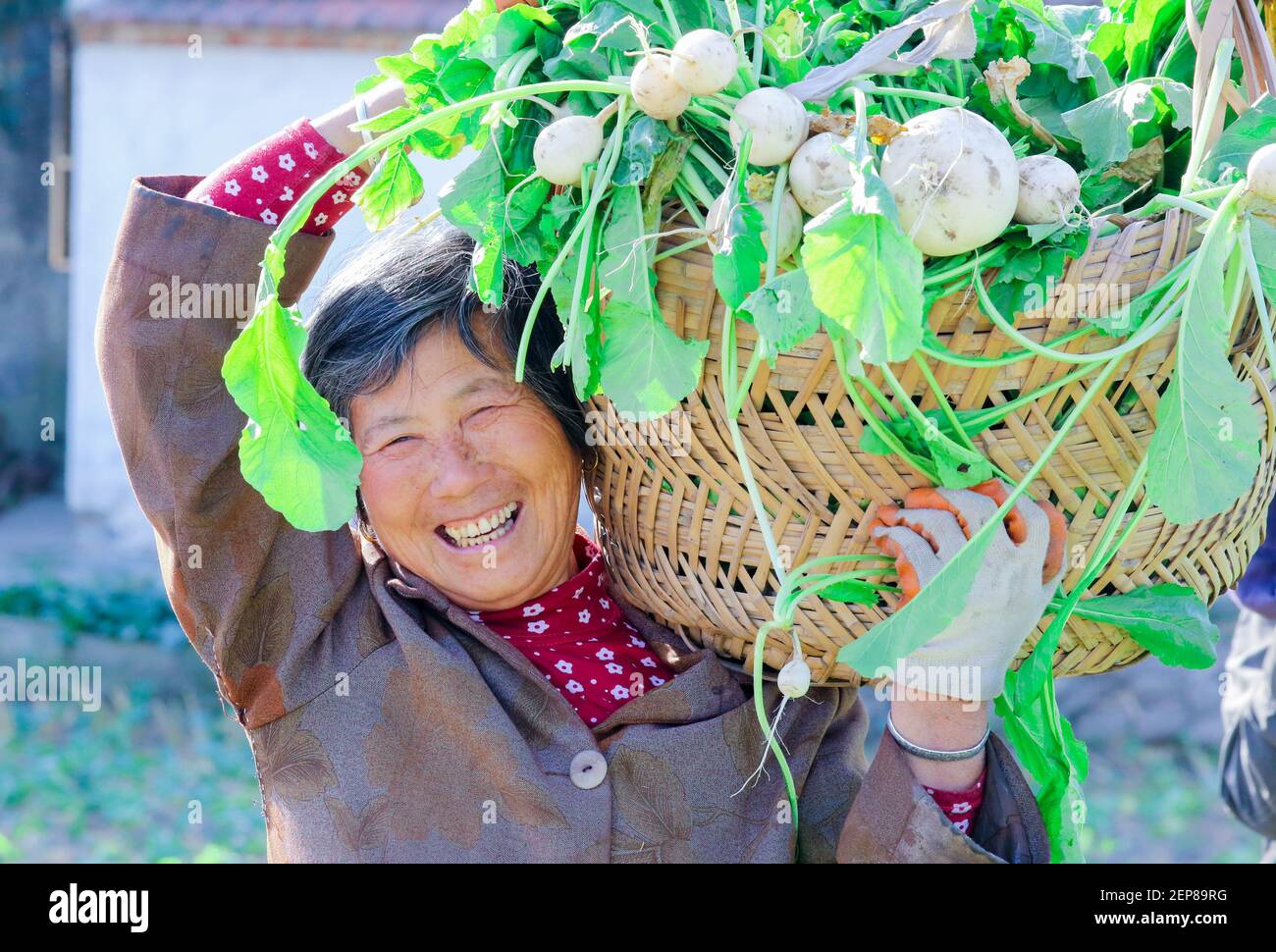 Jiangsu, CHINA-Bauern pflücken Radieschen und trocknen sie mit  traditionellen Techniken in Xinmin Gemeinde, Rucheng Straße, Rugao Stadt,  Ost-Chinas Provinz Jiangsu, 14. November 2019. 'Rugao getrockneten  Radieschen' als eine Spezialität der jiangsu ...