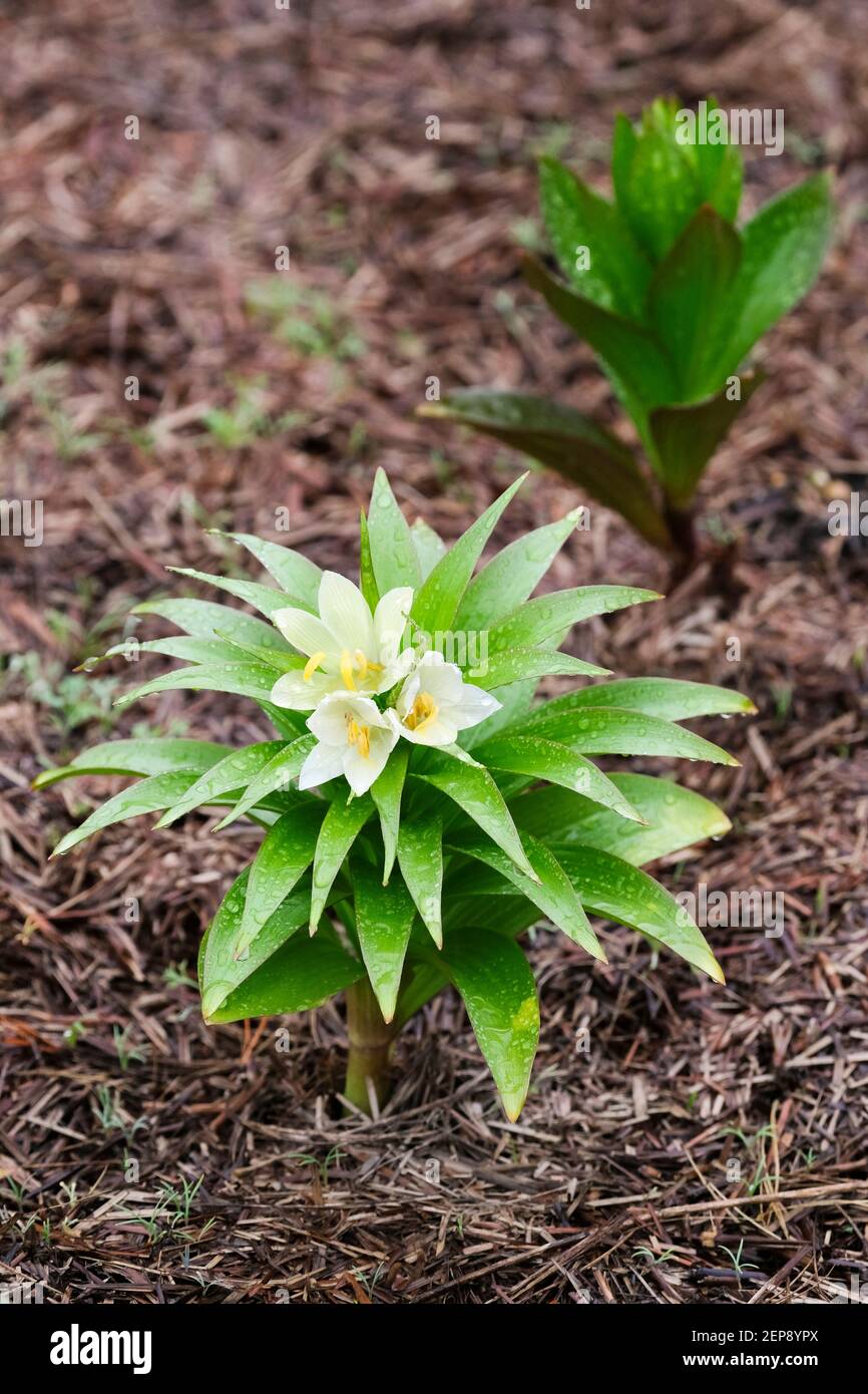 Fritillaria raddeana, Raddes Fritillar, Zwergkrone, bulbous, ganzjährig, grünlich-creme - blassgelbe Blumen Stockfoto