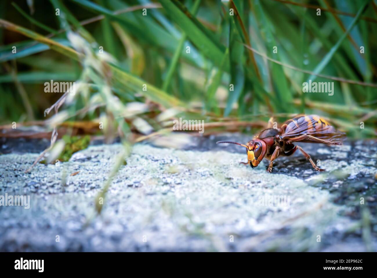 Asiatische Riesenhornisse. Eine vespa mandarinia im Garten. Lausanne