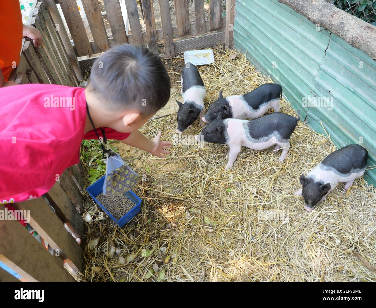 Asian Junge füttert Schwein auf einer Farm, Gruppe von Baby vietnamesischen Pot bauchige Schweine auf dem gelben Stroh in der Stall, Junge Landwirt in Thailand Stockfoto