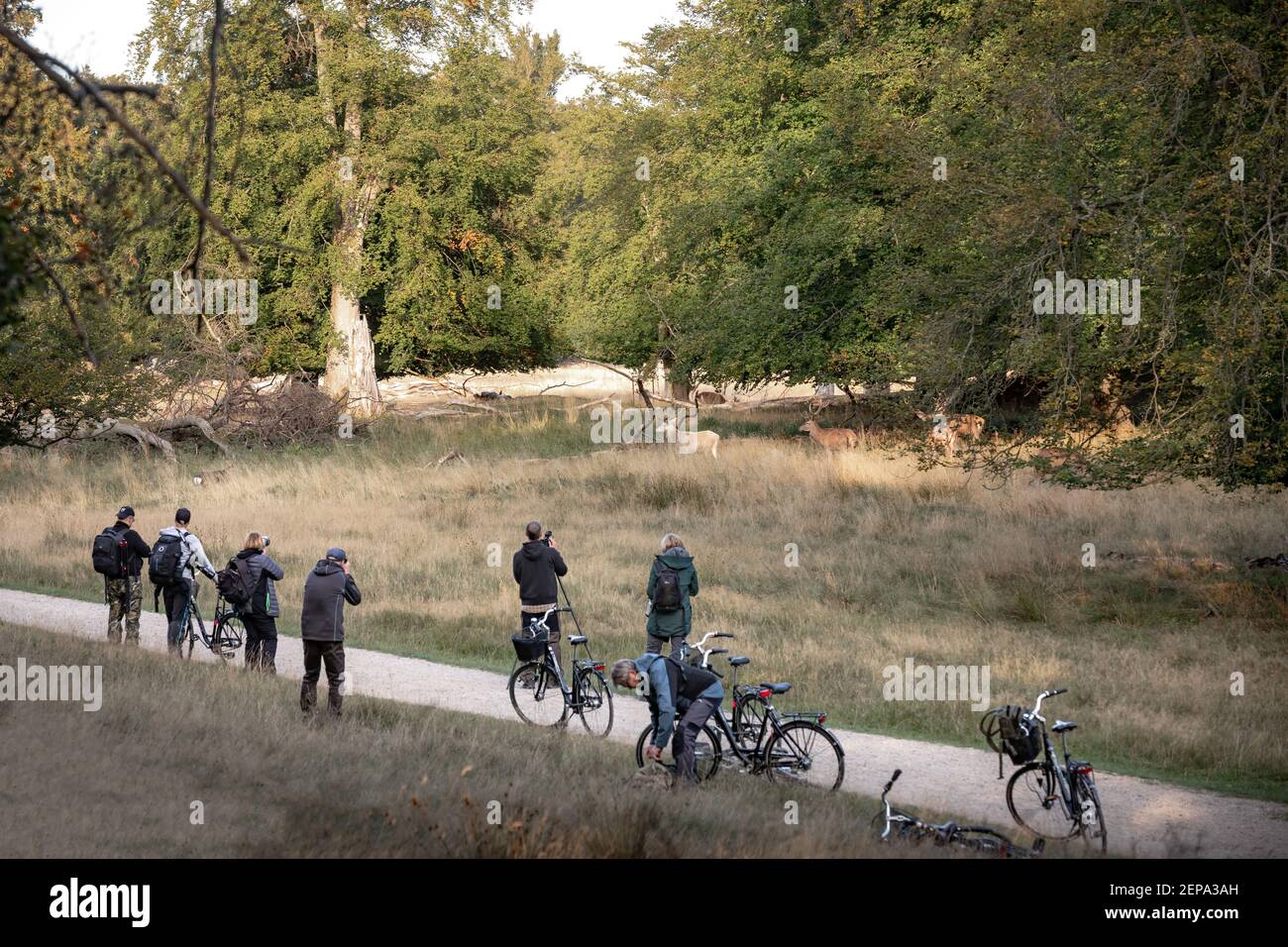 Eine Gruppe von Fotografen fotografieren eine Herde Hirsche in Dyrehaven oder Jægersborg Dyrehave, ist ein Waldpark nördlich von Kopenhagen Stockfoto
